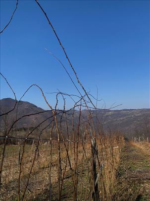 Sadnice malina - fertodi