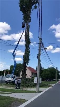 Seča i obaranje rizičnih stabala