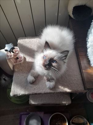 Sveta Birmanska , mače