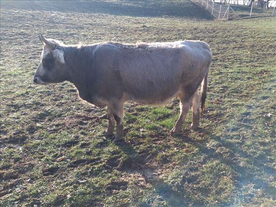 Umatičene krave i telad, Buša/Buše