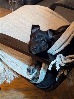 Iskra - veselo i vakcinisano štene (5 meseci)