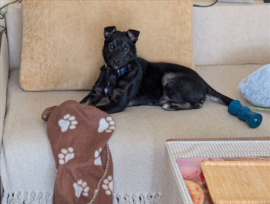 Iskra - veselo i vakcinisano štene (5 meseci)