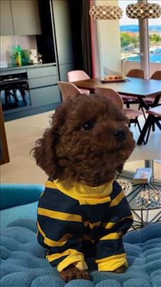 Luxury TOY i Teacup crvena Pudla