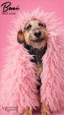 Mešanac, odrastao pas