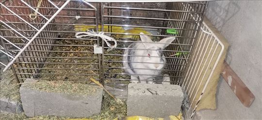 Zec na poklon (Rakovica)