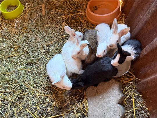 Hajkom kunici, 50dana starosti