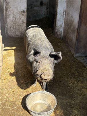 Krmače 180–200 kg + nerast Moravka – domaći uzgoj