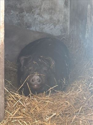 Krmače 180–200 kg + nerast Moravka – domaći uzgoj