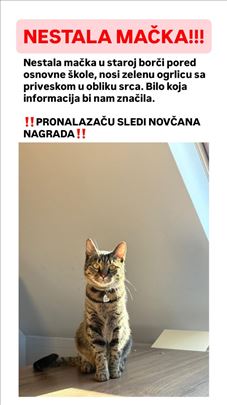 NESTALA MACA LIA‼️