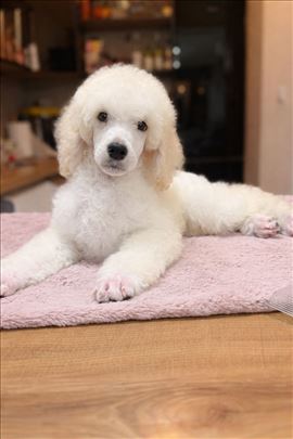 Pudla / Standard pudla / Velika pudla 