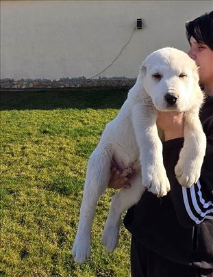 Srednjeazijski ovčar, štene