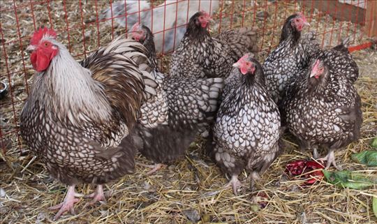 Austrolorp i srebrni vijandot jaja za nasad