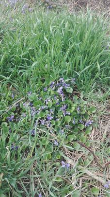 Borča, Pretok, plac 16 ari