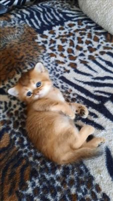 Britanska kratkodlaka, mače