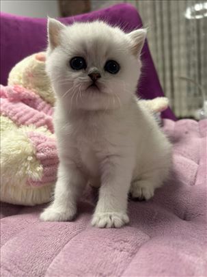 Britanska kratkodlaka, mače