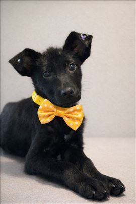 Luna je veoma orijentisana na ljude — idealan sapu