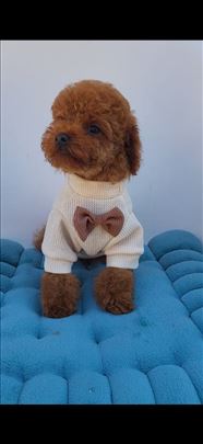  Luxury TOY i Teacup crvena Pudla