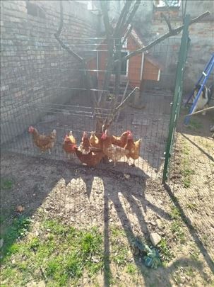 Stare koke nosilje(2godine).