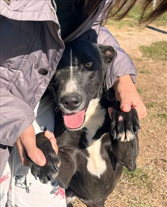 Dve preslatke mlade kuce 