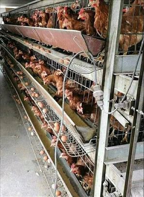 Koke Nosilje Godinu Dana 