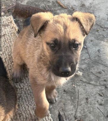 Nemacki ovcar,mesanac,stene