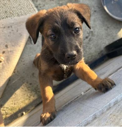 Nemački ovčar, štene, mesanac