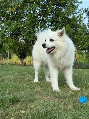 Nemački špic, odrastao pas, spreman za parenje