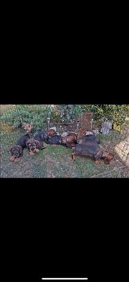 Oštrodlaki jazavičar, štenad na prodaju 