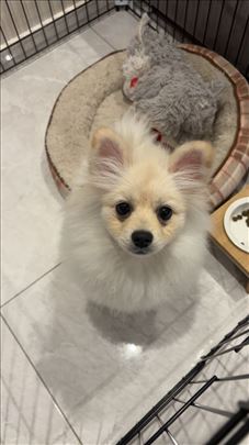 Pomeranski špic , mlad pas