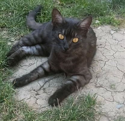 Prelepe mace traže dom