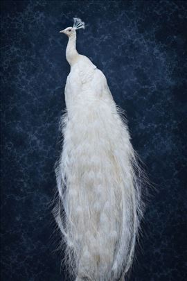 Preparirani beli paun