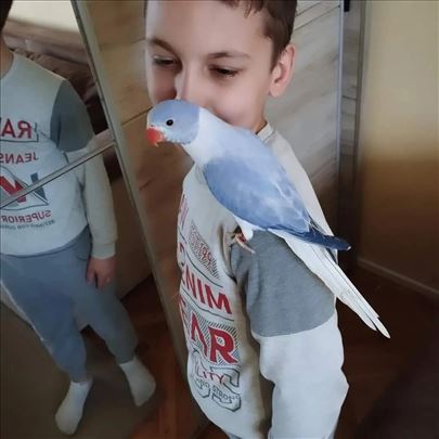 Rezervacija za Rucno Hranjeni Mali Aleksandri