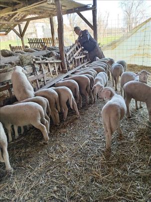 Ženska umatičena jagnjad vitemberg