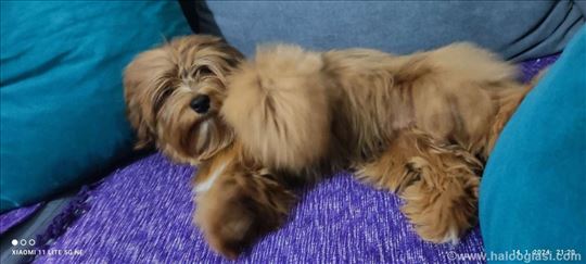 Havanski bišon, odrastao pas