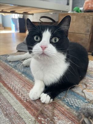 Mila Milica traži dom