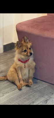 Nemački špic, mlad pas