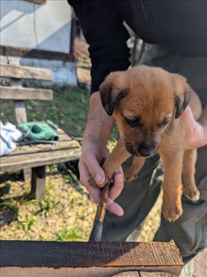 Pas Žan Klod traži svoj dom