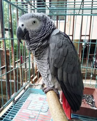 Afričke sive papige