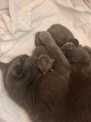 Britanska kratkodlaka, mače