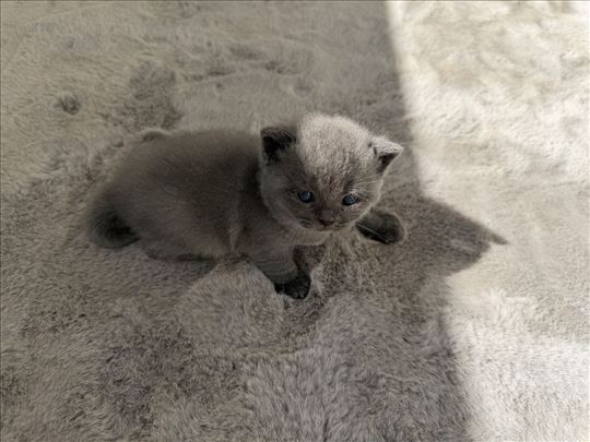 Britanska kratkodlaka, mače