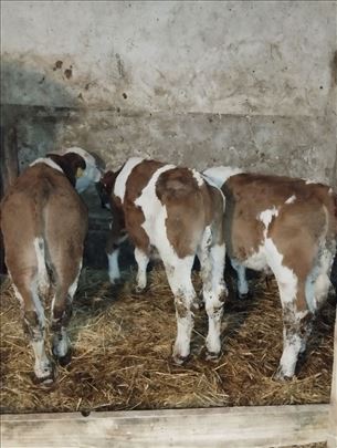 Мушка телад 