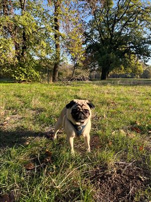 Odrastao mops za parenje