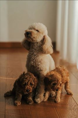 Prelepa patuljasta pudla na prodaju