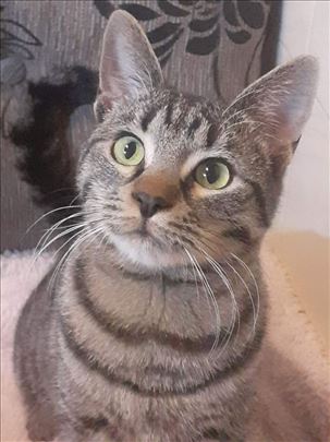 Sreten trazi za uvek dom