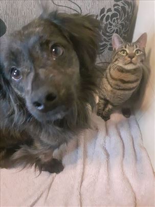 Sreten trazi za uvek dom