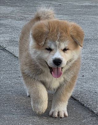 Japanska Akita stenci stene