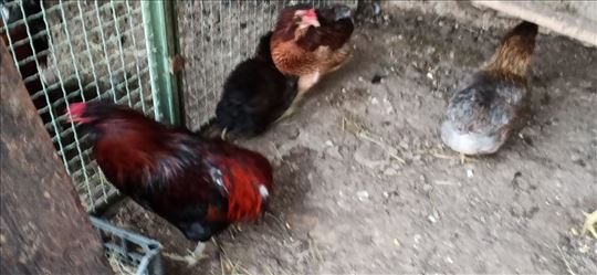 araukane pilići i jaja cele godine  super nosilje 