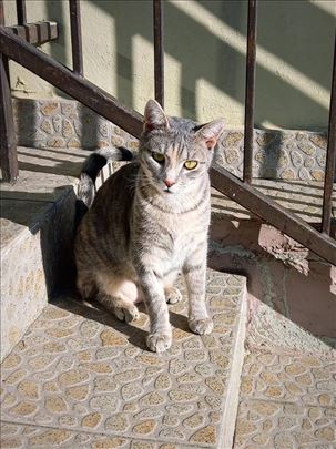 Cicka neobične boje krzna