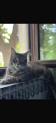 Maine Coon, odrasla mačka