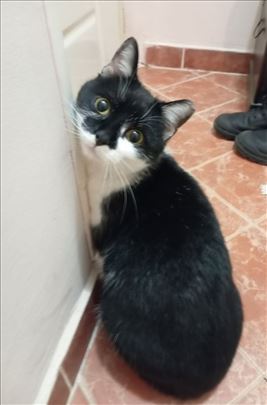 Mešanac, mlada mačka